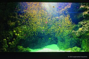 【福島県いわき市】神秘的な夜の水族館へ『大人のための宿泊ナイトツアー』《要事前申込》