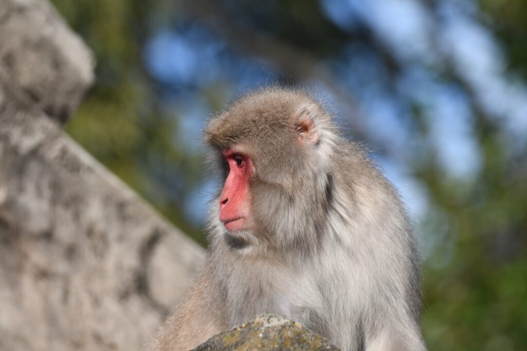 【福島県いわき市】被害回避！サルにご注意を！！