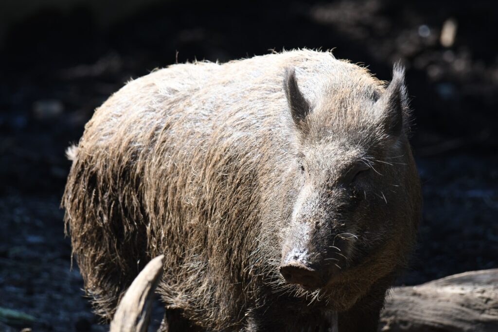 【緊急注意報】福島県・いわき市 イノシシ出没情報！イノシシ対策・グッズを紹介