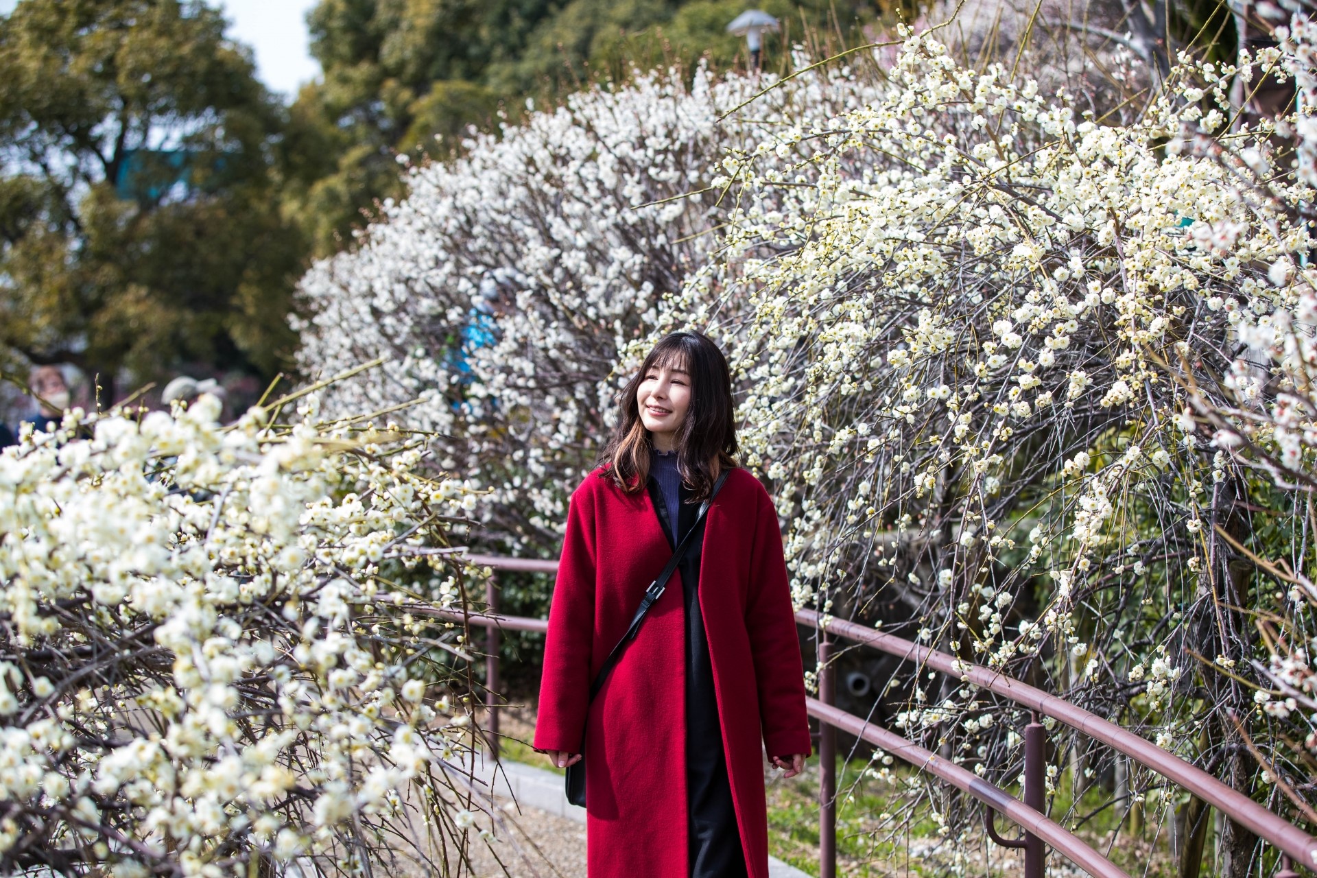【福島県福島市】2024年 春の訪れを告げる、梅の名所「花見山公園」の魅力