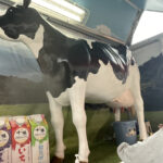 【福島県いわき市】「モーモーカー」がマルト SC城東店に登場中!!乳搾り体験でワクワク体験を!