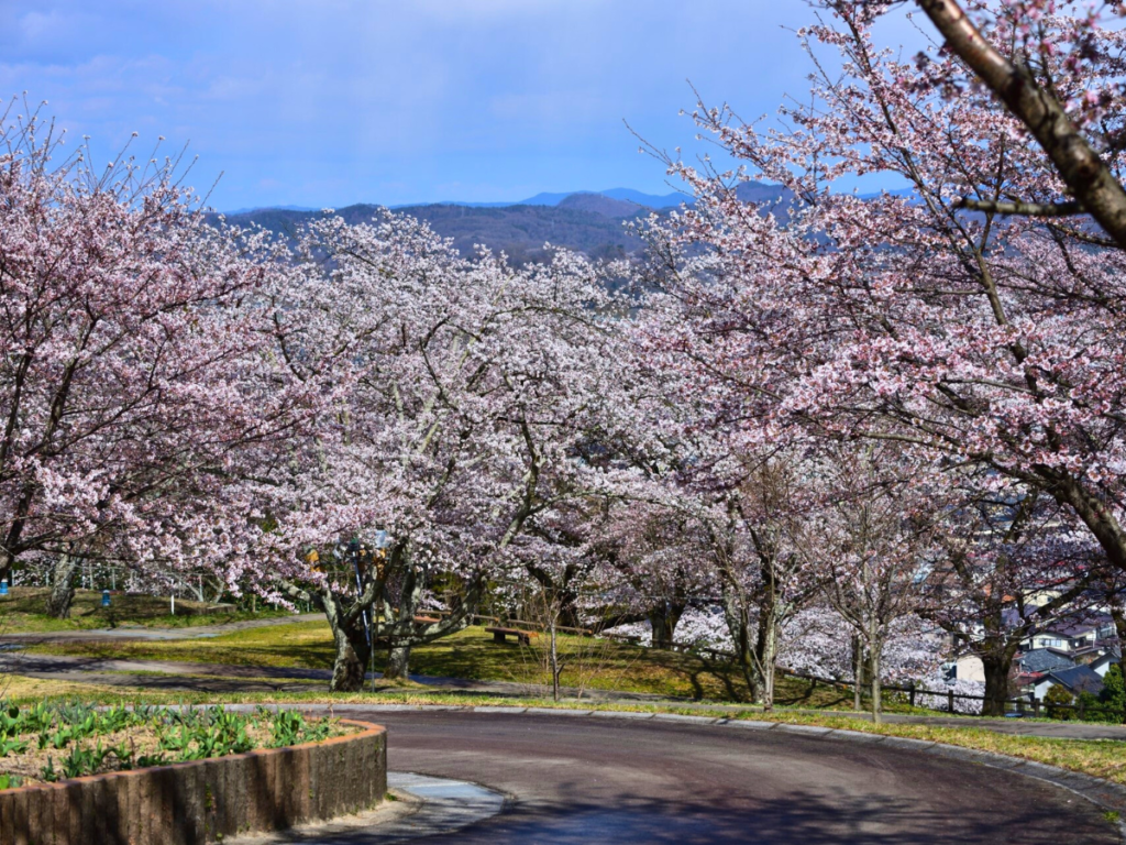大森城山公園さくらまつり2024が開催！福島市の桜名所で華やかな春を満喫しよう！