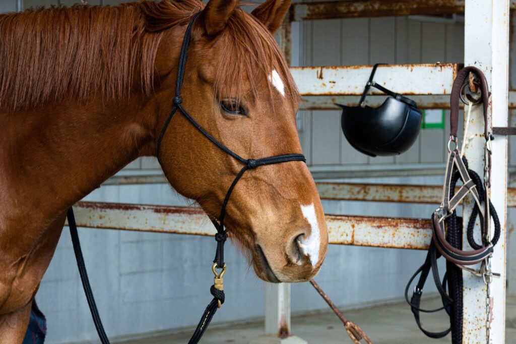 「南相馬宵祭り2024」グルメ、音楽、伝統芸能が融合！相馬野馬追を彩る新イベント