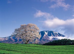 楽天トラベル3月8日10時から 日本旅行は11時より新潟県と富山県で北陸応援割国内オンラインWeb予約スタート