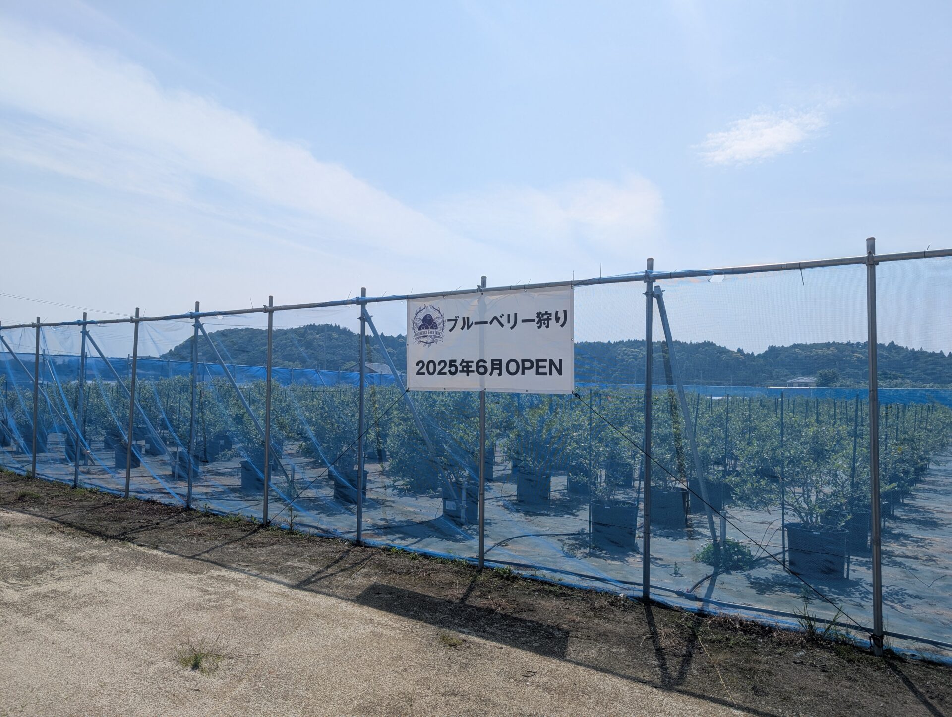 いわき市藤間ブルーベリーファームいわき  2025年 6月1日 オープニングイベント開催へ  ブルーベリーを使用した絶品スイーツも販売